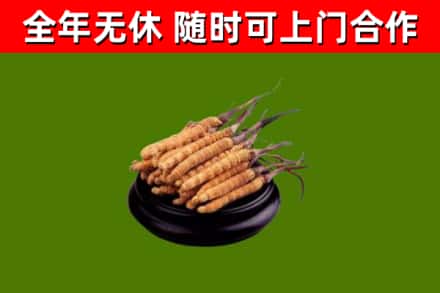 商南县回收冬虫夏草