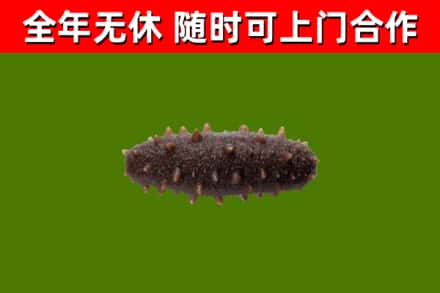 商南县回收海参干